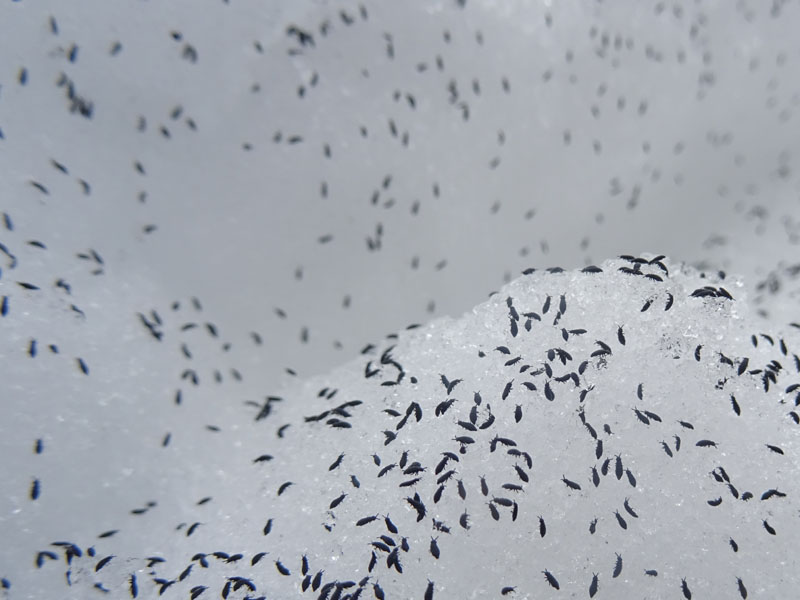 a migliaia sulla neve.....piccolissimi: Collembola Hypogastruridae : Hypogastrura sp.